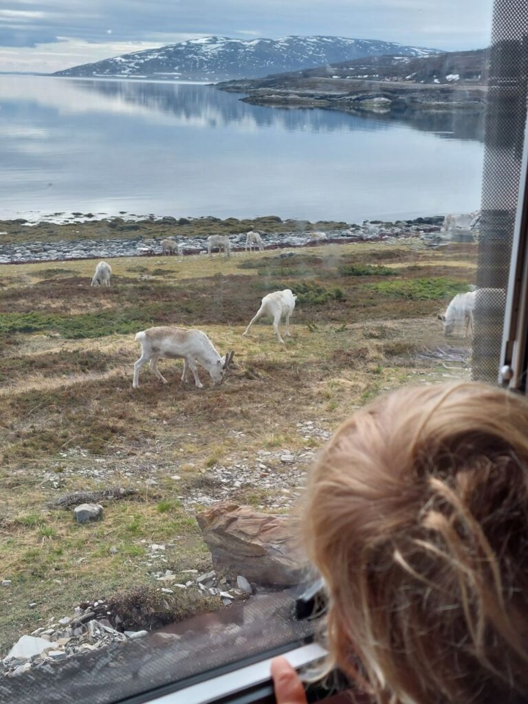 los renos en Noruega comiendo pasto