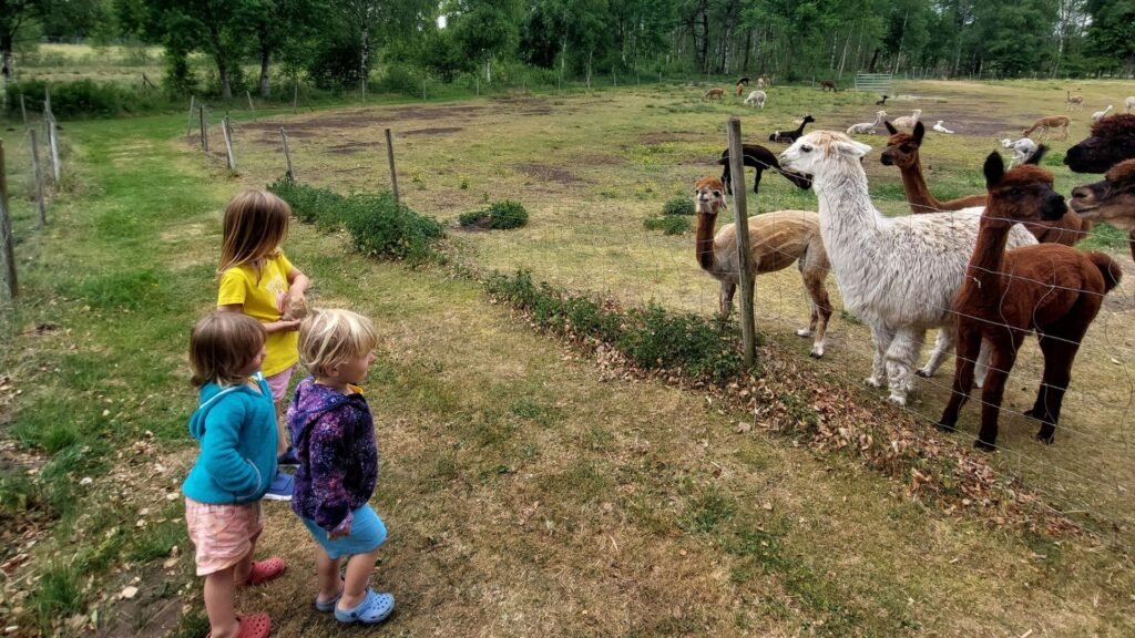 tres ninos mirando a las alpacas en Suecia