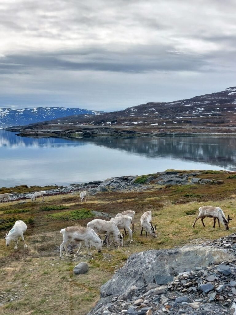 renos cerca de Nordkapp en Noruega