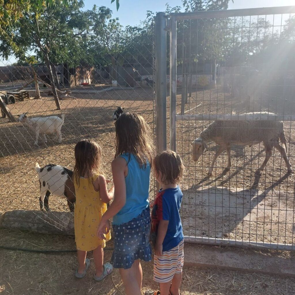 ninos dando de comer a los animales