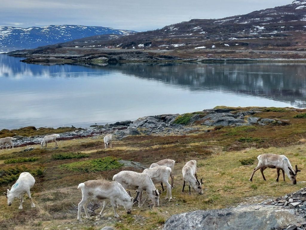 Renos en Noruega