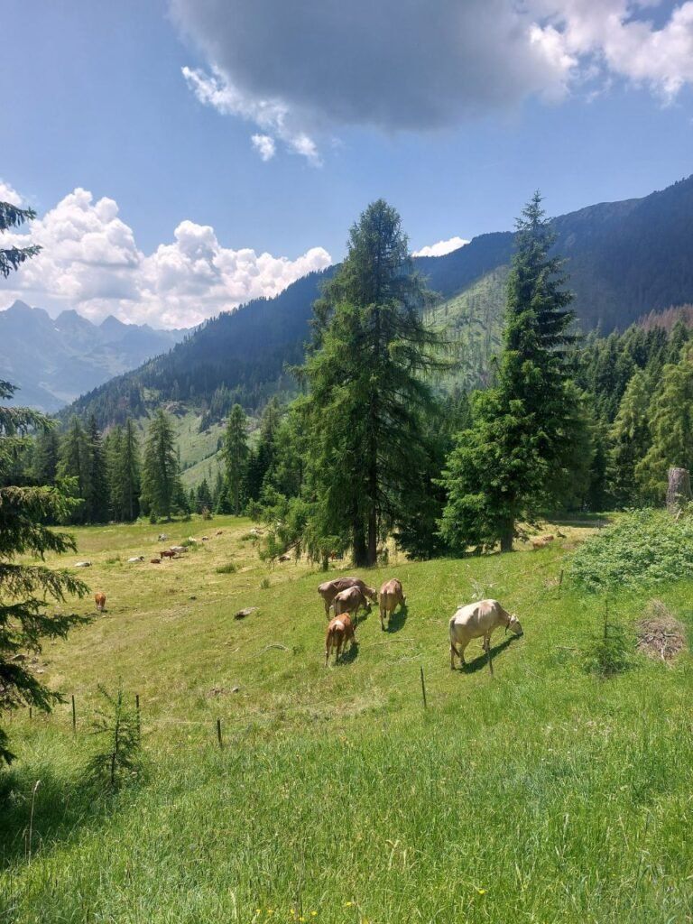 vacas en Dolomitas Italia