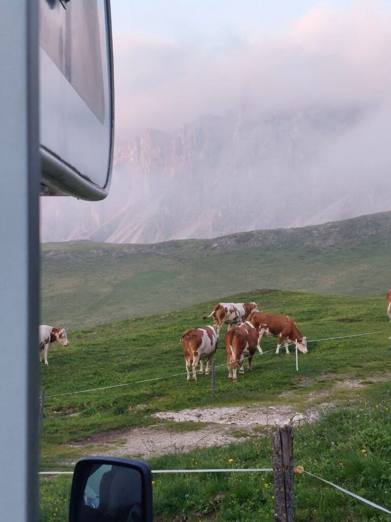 Passo Giau, vacas, Dolomitas, Italia