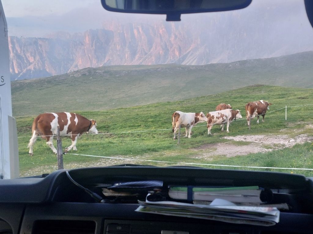 vacas autocaravana