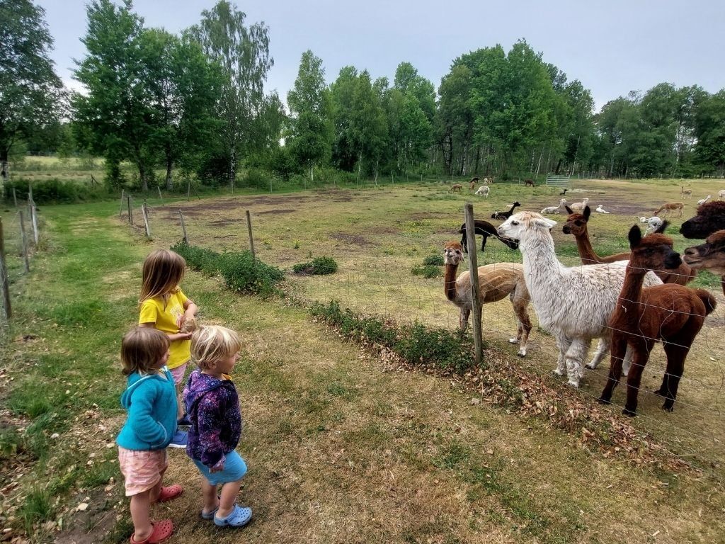 alpacas