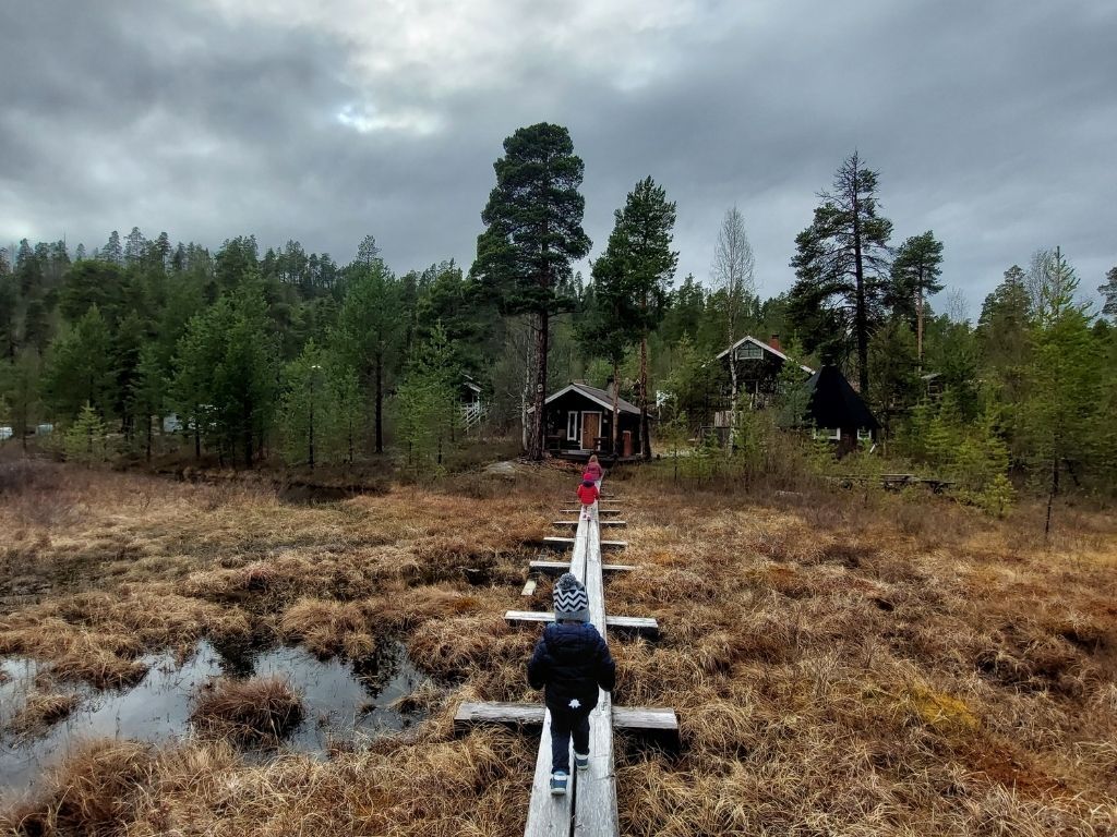 Finlandia bosque