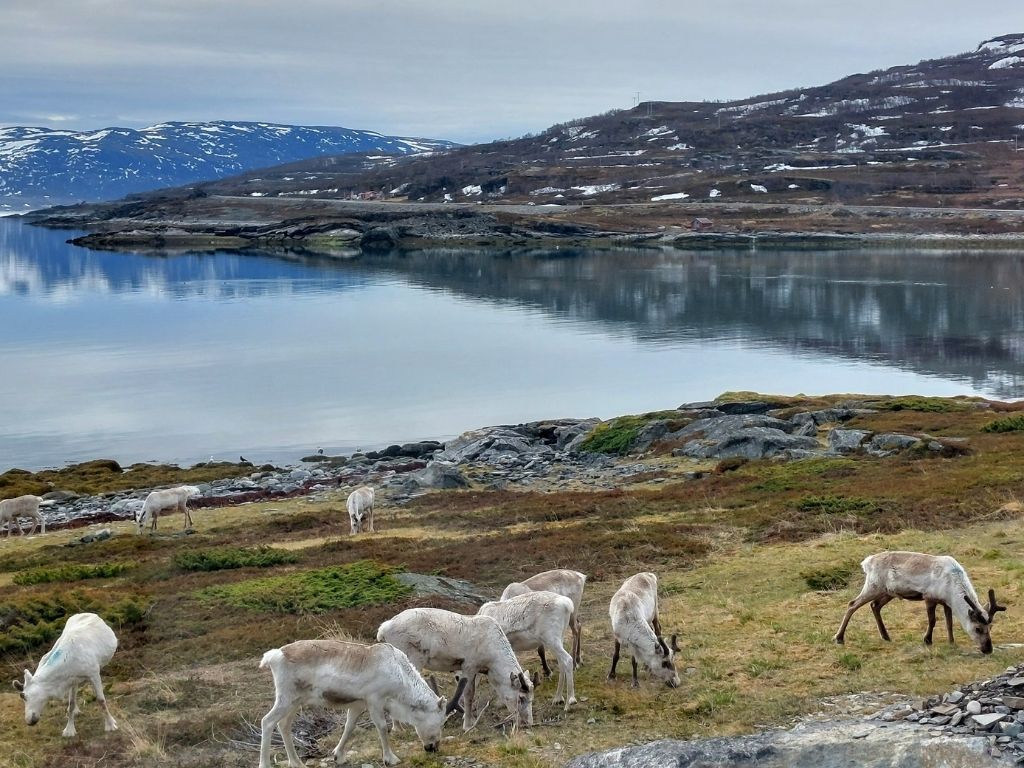 Renos Noruega