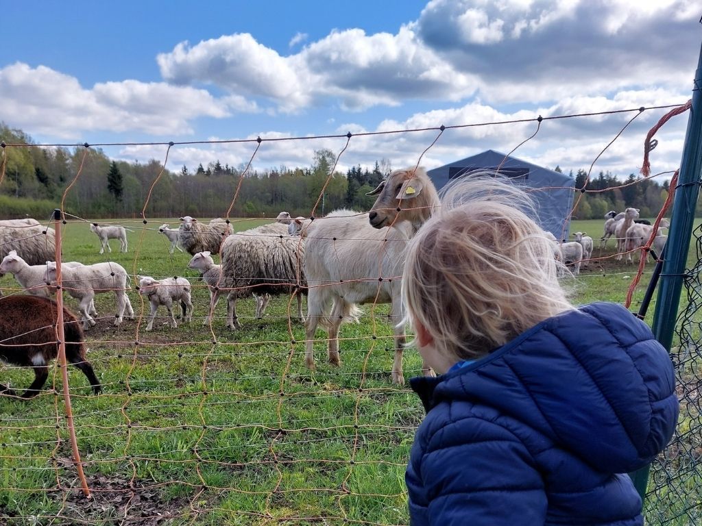 animales en la granja en Lituania